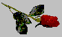 redrose.gif (1600 bytes)
