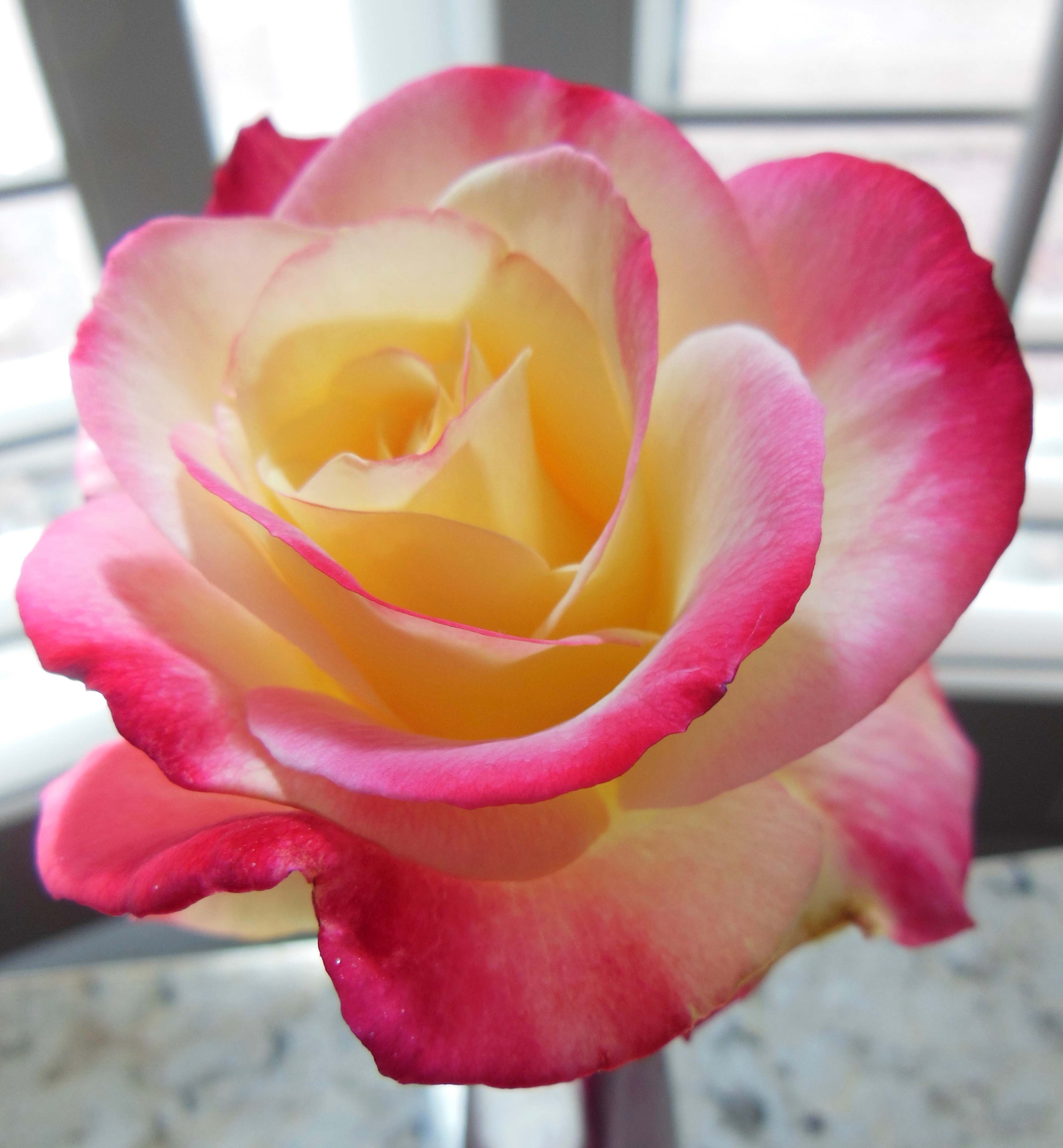 rose